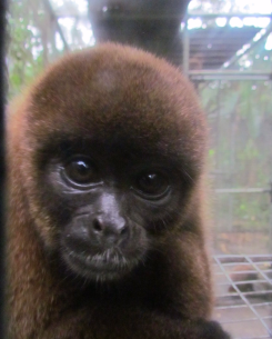 Brown woolly monkey (Lagothrix lagotricha). Picture by Miquel Torrents-Ticó