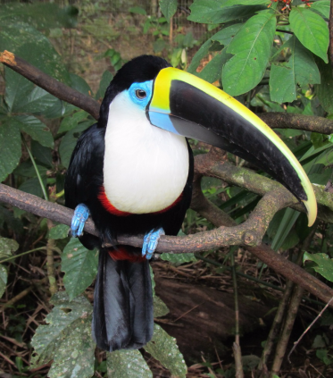 White-throated toucan (Ramphastos tucanus). Picture by Miquel Torrents-Ticó