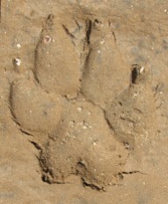 Spotted hyena's fresh footprint (Picture by Miquel Torrents-Ticó)